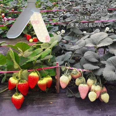 Compact LED Grow Light met volledig spectrum + 660nm en IP68 waterdicht voor de groei van indoor planten