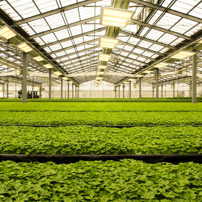 600w HPS 4x4 Grow Light Plant Lamp Bevorder bloei en vruchtbaarheid